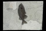 Fish Fossil (Phareodus) - Superb Preservation #158594-1